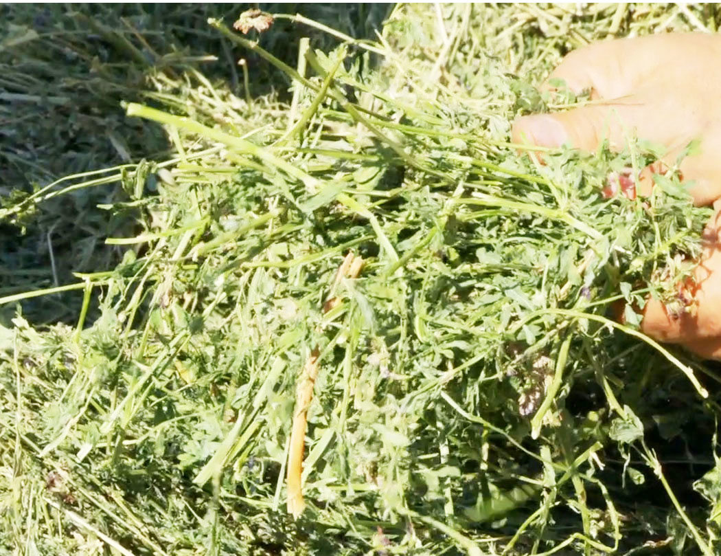 Conditioned Hay Conditioned Hay