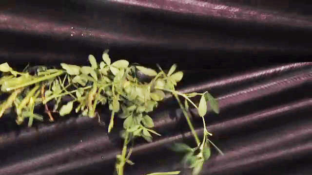 conditioning-photo1 Conditioned Hay