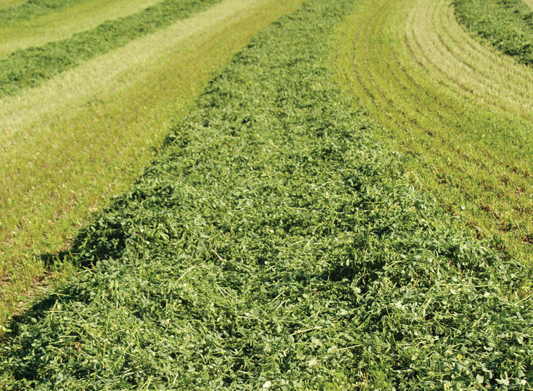Circle C Superior Hay and Windrow Circle C Superior Hay and Windrow