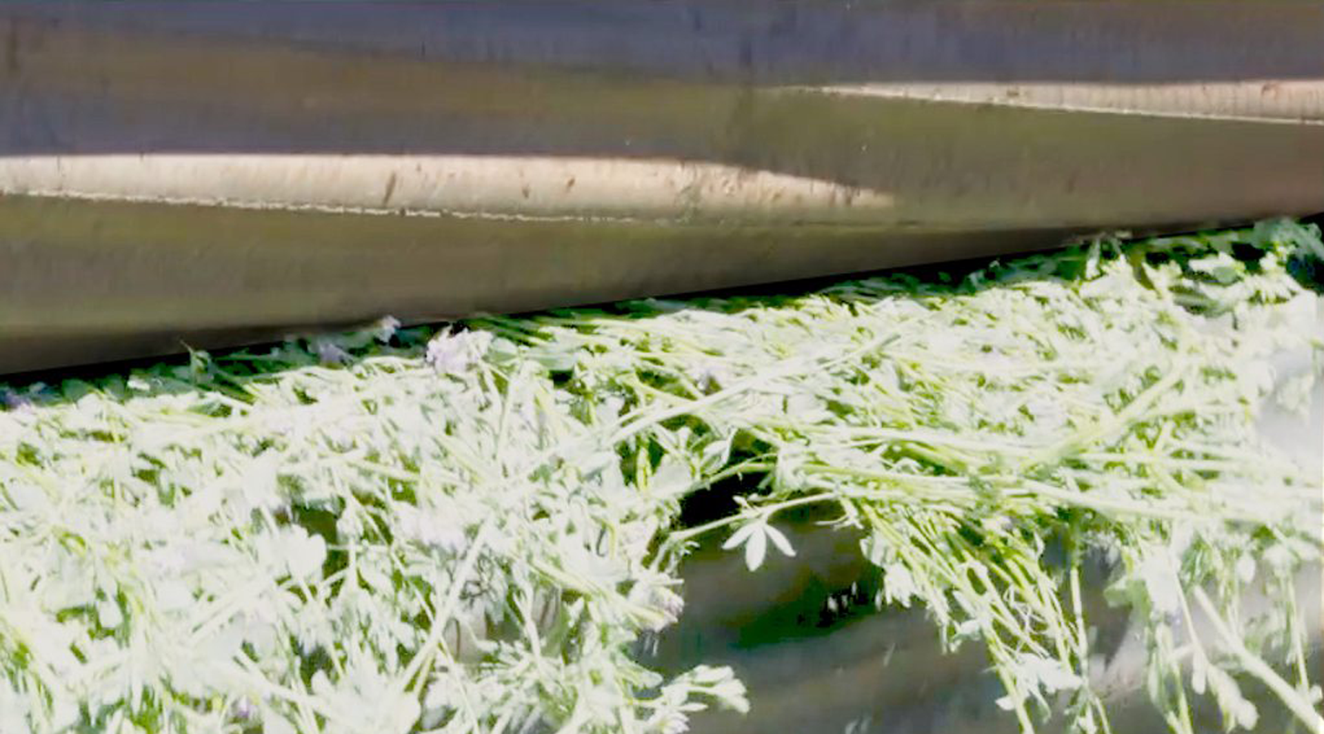 Hay Conditioning Hay Conditioning